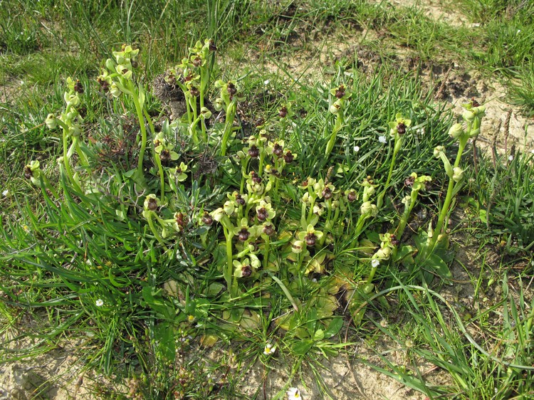 Ophrys bombyliflora